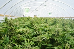 cannabis accounting and 280e tax advisory